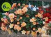 begonia Fragrant Falls allegro